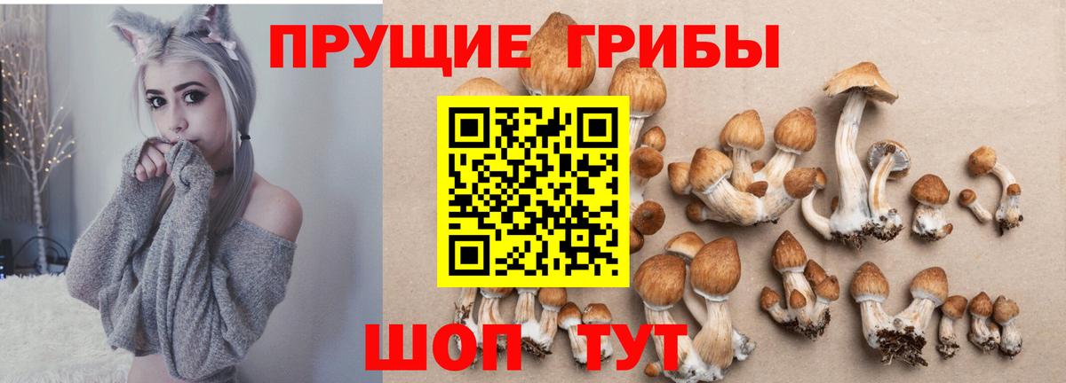 Галлюциногенные грибы Psilocybe Усолье-Сибирское